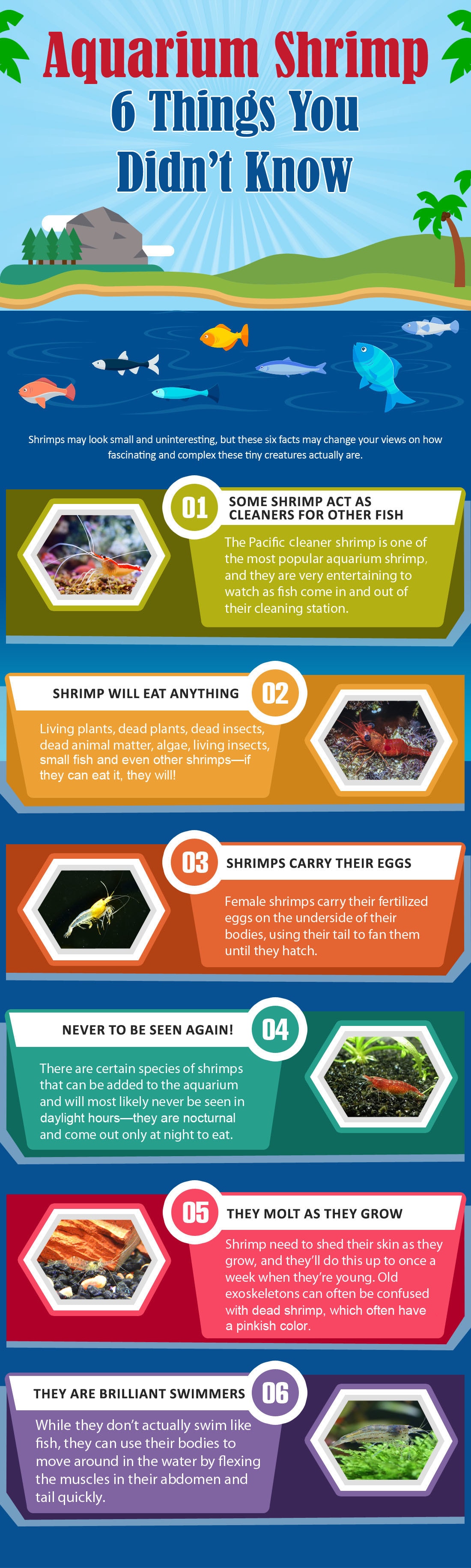 Facts about aquarium shrimp